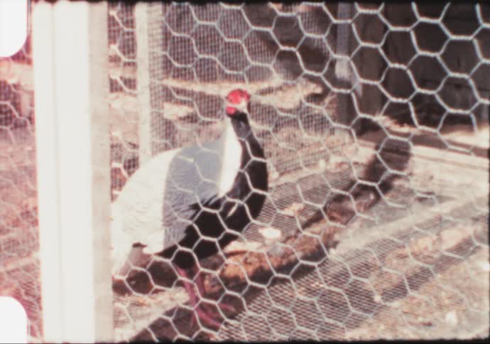 Black and white chicken standing inside a wire fence cage