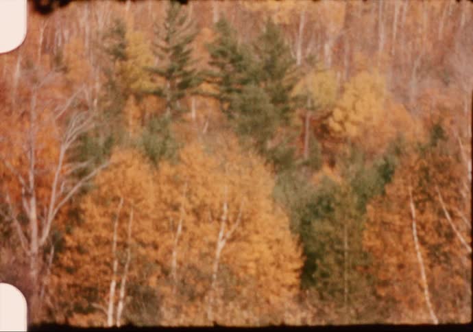 Colorful fall foliage decorates trees in forest