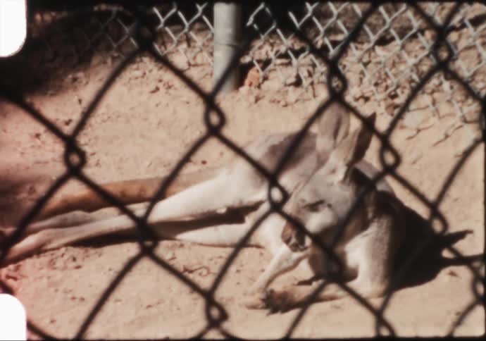 A couple of kangaroos sleeping on the ground behind a wire fence in a zoo