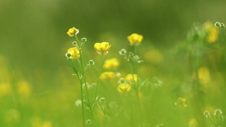 Yellow flowers growing in a meadow on a summer day