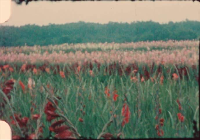 People walk through rows of blooming flowers