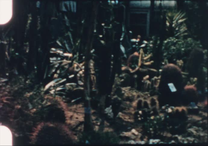 A view of plants that are in a large planter