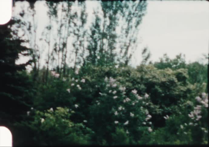 White flowers on the bushes in the garden at daytime