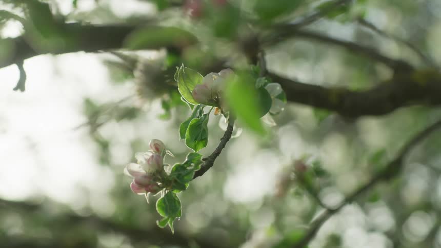 A tree with leaves and flowers with the sky and clouds in the background