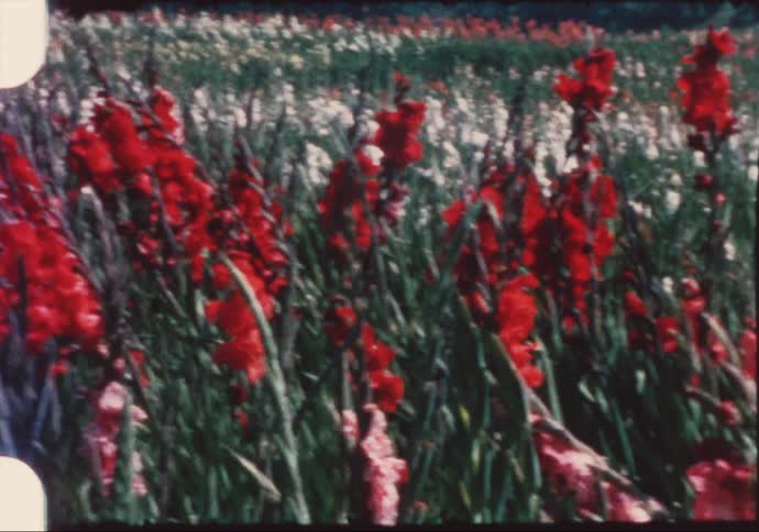 Red and white flowers in a field caught on vintage film