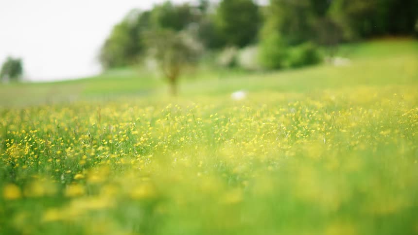Wild yellow flowers on the green grass of a prairie at daytime