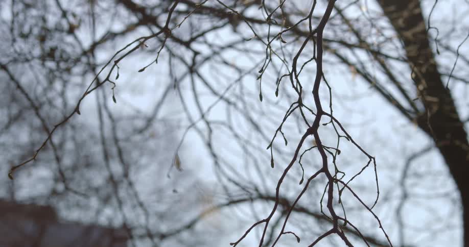 A branch on a tree on an overcast day