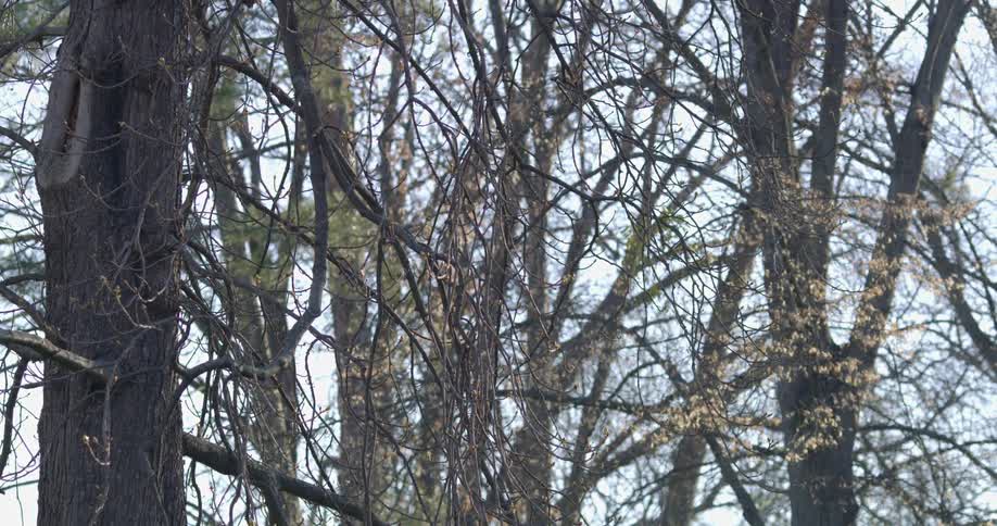 Bare trees stand against an overcast sky