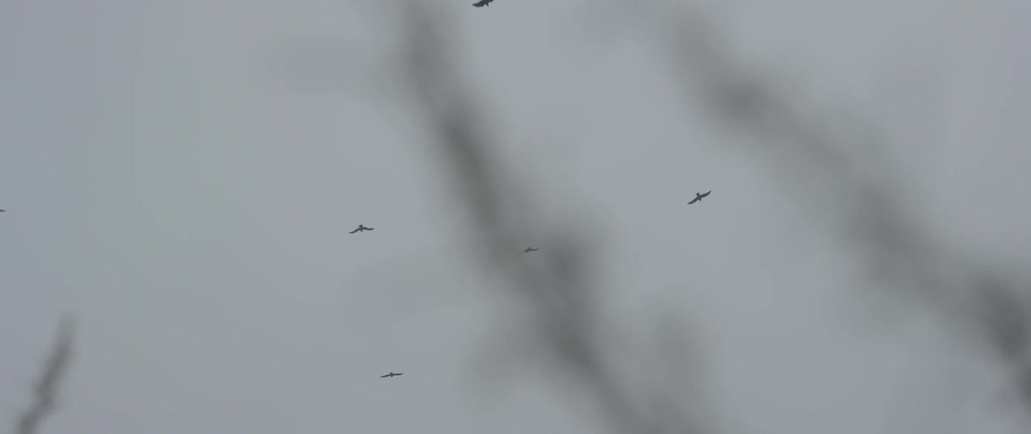 Birds fly through a cloudy sky
