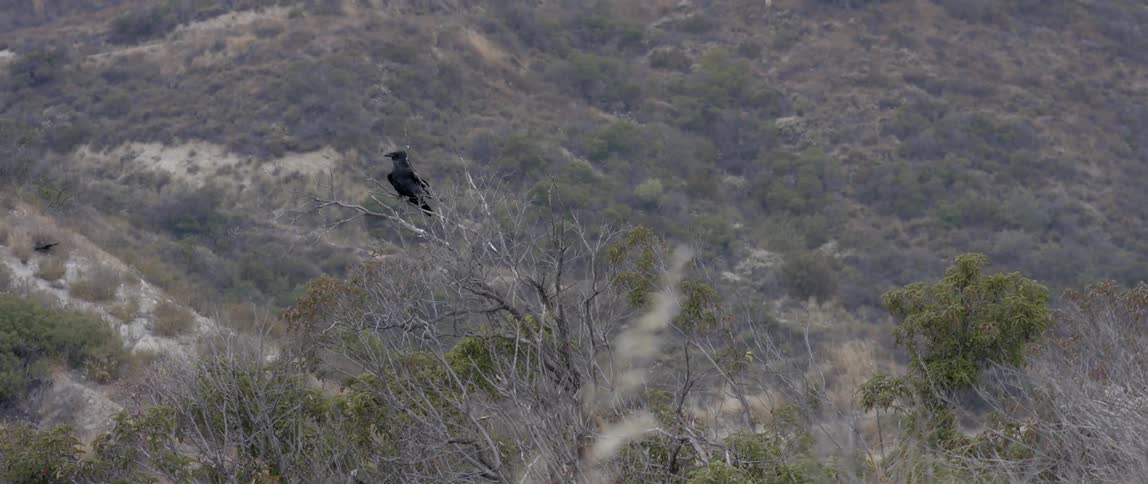 A black bird sitting on a branch