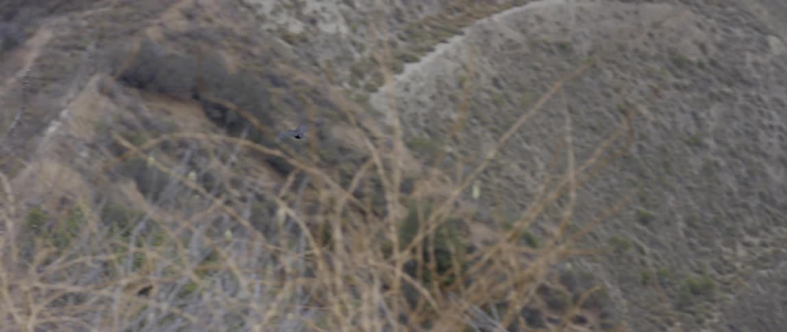 A bird soars past trees and bushes