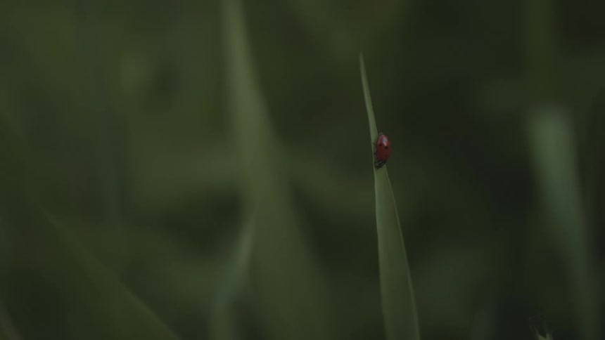 A ladybug is near the top of a blade of grass