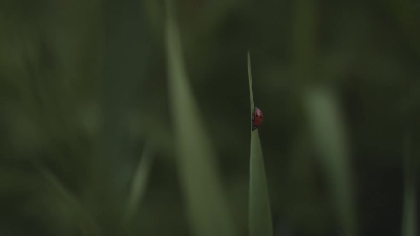 A ladybug is near the top of a blade of grass