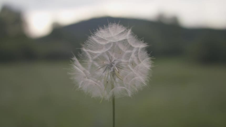 Close up of a the seeds of a dandelion being blown in a field at evening