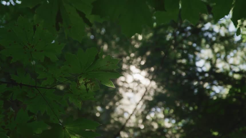 Sunlight filters through the thick green canopy of a forest