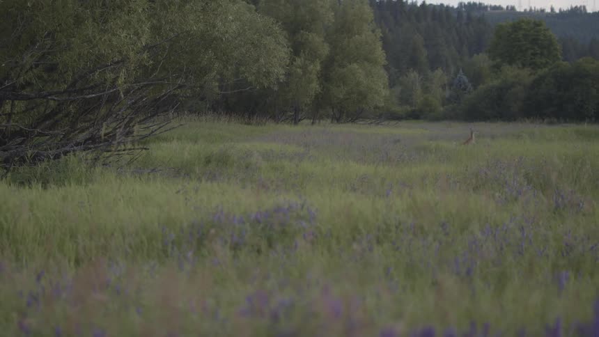 A view of a deer in a field of flowers