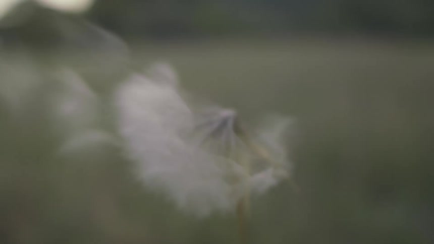 A closeup of a dandelion shows half of its seeds getting blown away by a strong gust