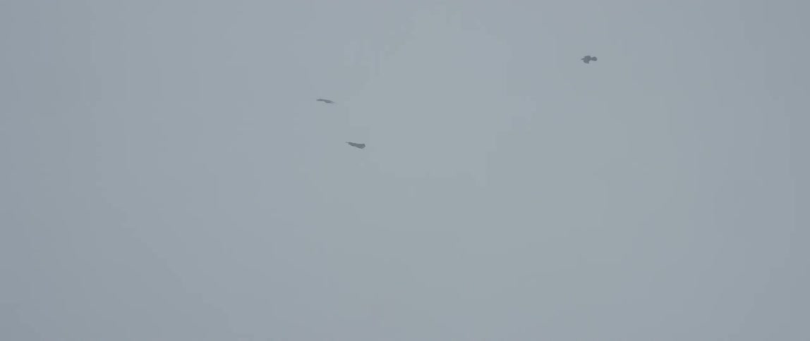 Birds fly in a cloudy sky