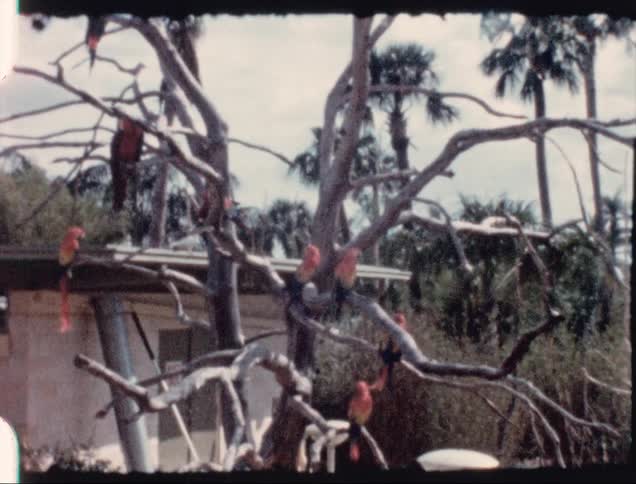 A view of parrots that are in trees