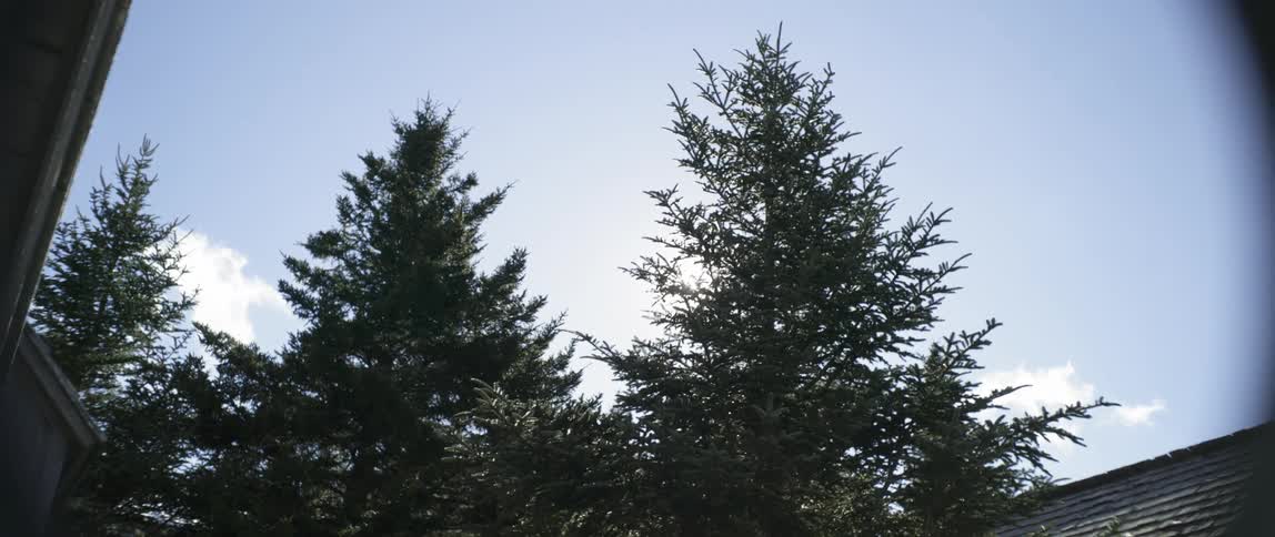 Sun is shining through trees on clear day