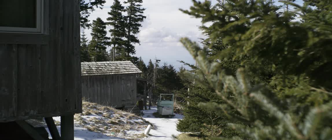 Pine trees are swaying in the wind outside cabins on a winter day