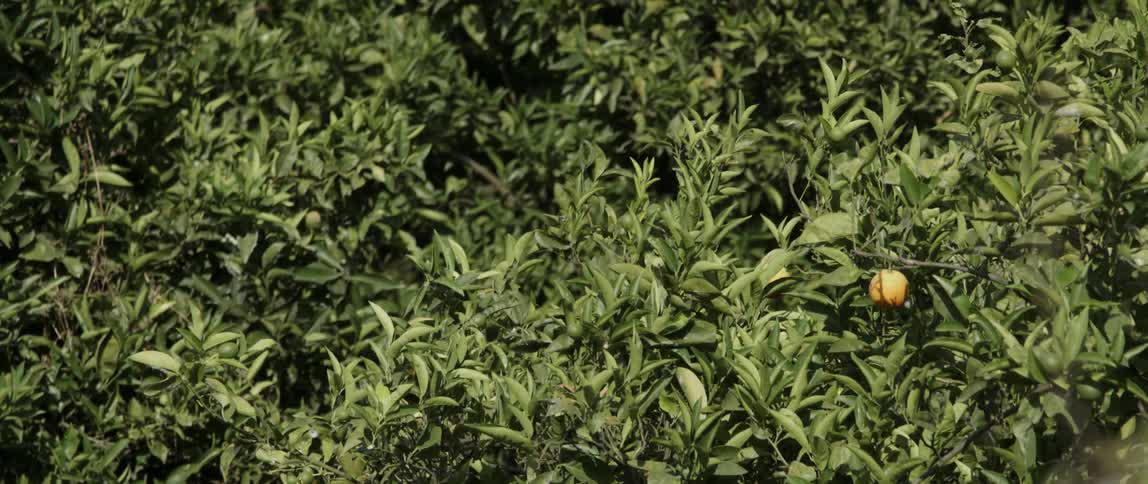 The leaves of a fruit tree
