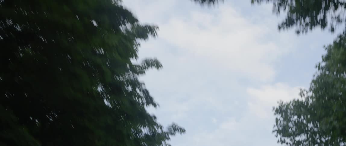 Trees on a mostly cloudy day