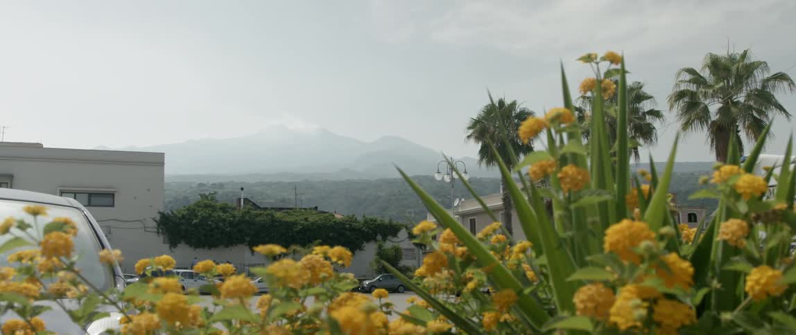 Yellow flowers with a building and some distant mountains