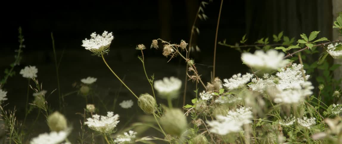 White flowers swayed by the breeze on a sunny day
