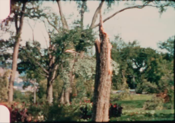 A view of a grove of trees outdoors