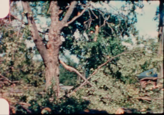 A view of trees in a wooded area