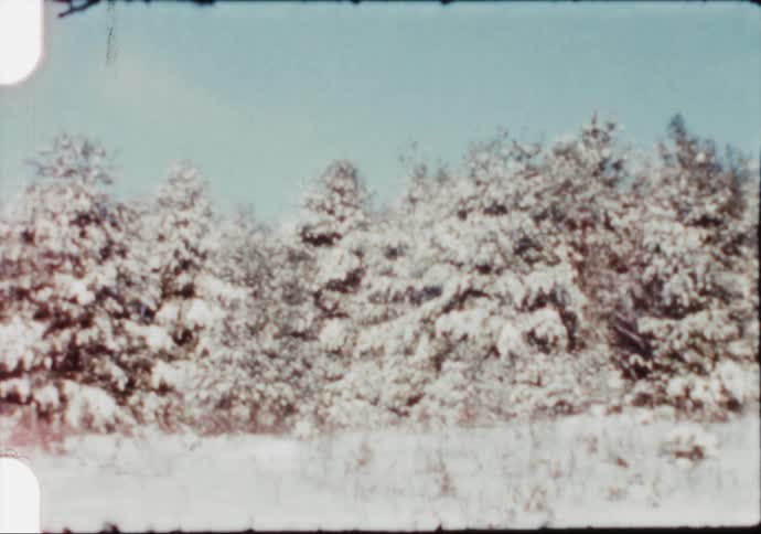 A view of trees covered in snow