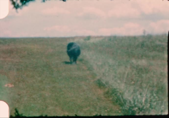 Dog stands near border between mowed and unmowed grass on cloudy day