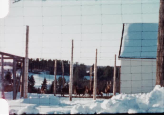 A view of deer near a building