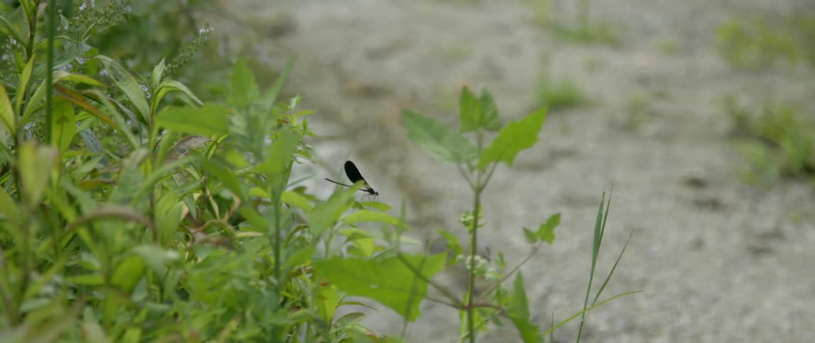 A butterfly on tall grass next to a small stream