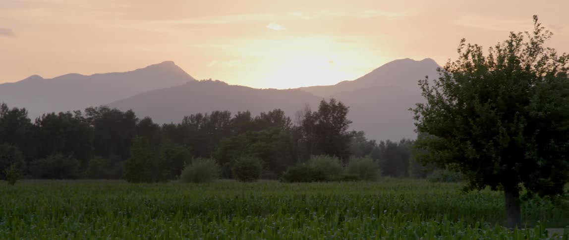 A green field leads to a forest