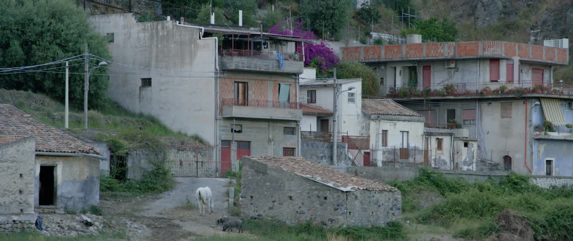 Animals in the backyard of run down looking houses