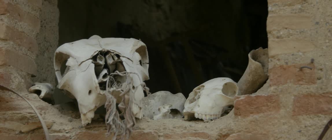 Cow skulls in the desert