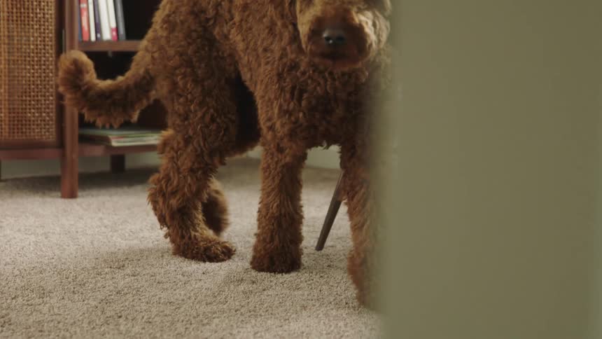 A dog is walking on the carpet in a house