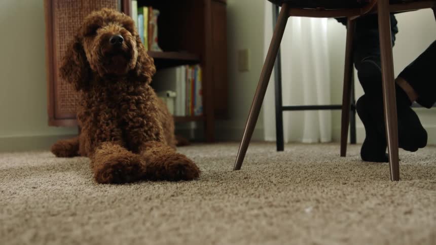 A dog stretching and laying on a carpet next to a person sitting on a chair next to a table with a bookshelf and a wall in the background
