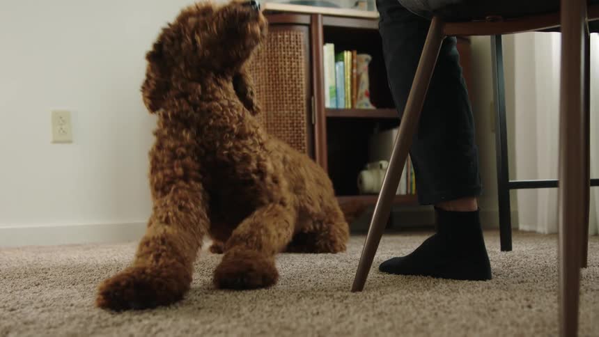 A dog lies on the floor beside a person sitting in a chair before rising when the person rises from their seat