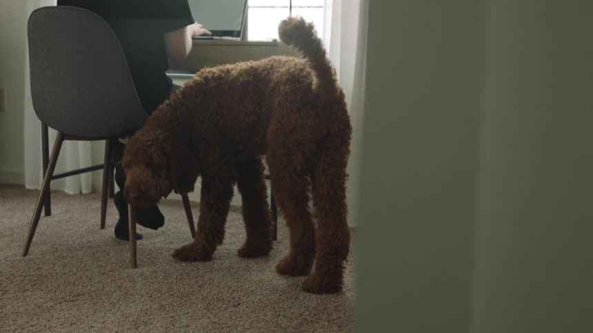 A dog walking and laying on carpet next to a man sitting on a chair by a desk typing on a laptop