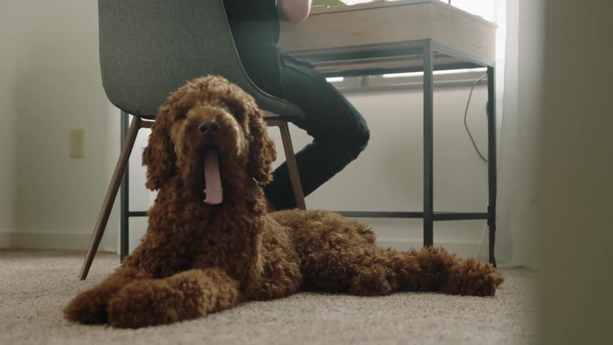 A labradoodle yawns while laying on the floor next to a person working at their desk at home