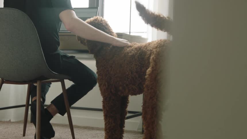 A dog shakes itself off then walks over to a man sitting at a desk working on a laptop for petting