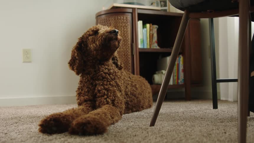 A dog in a room laying on carpet next to a table with a wall in the background