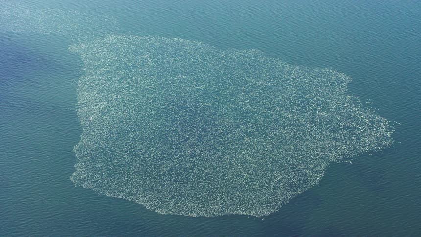 Aerial view of birds flying over the ocean
