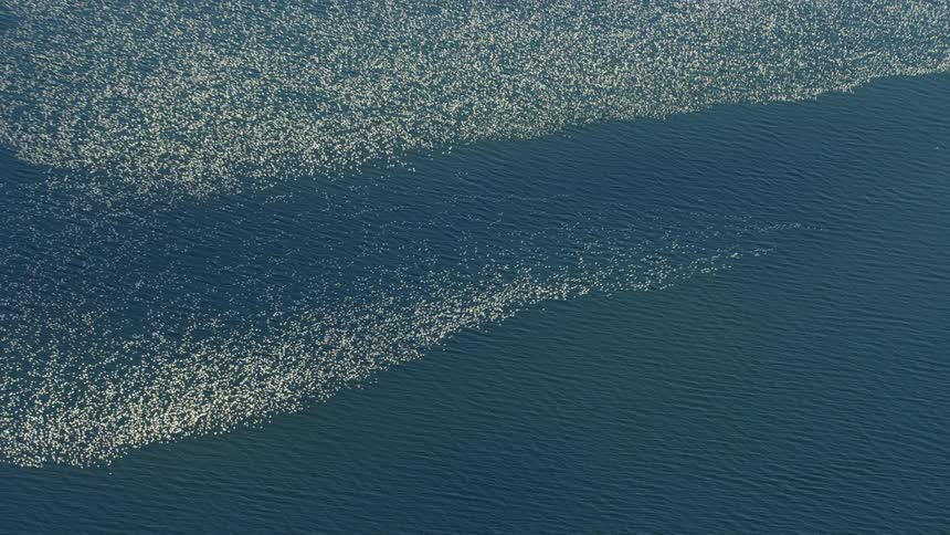A view of a massive group of birds over the ocean