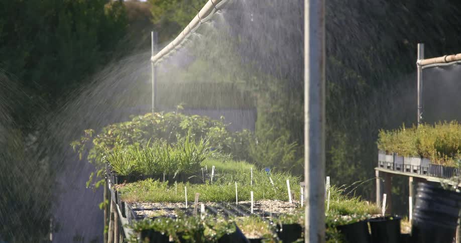 Sprinkler watering plants in garden nursery