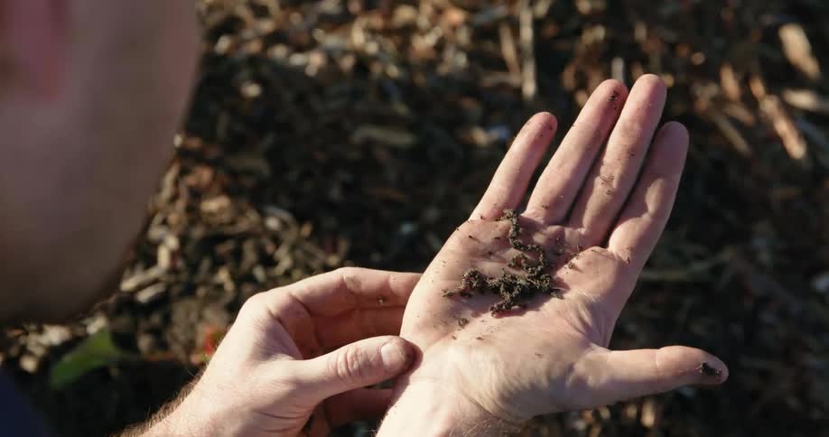 Man is watching a worm wiggle in his hand