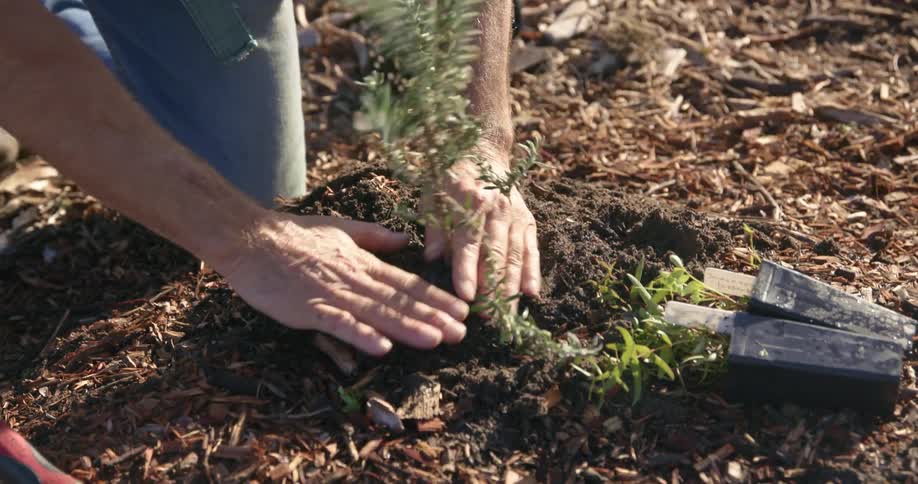 Man kneels as he plants a plant into the soil